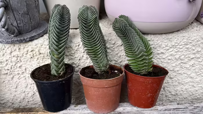 Növények, fák, magvak - Buddha temploma kaktusz    Egy darab kb.12 cm Crassula Buddha temploma kaktusz<br id="isPasted">Különleges egyedi,pozsgás